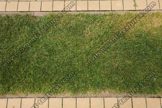 photo texture of grass 0006